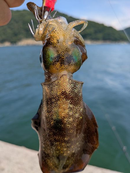 キスが釣れないので